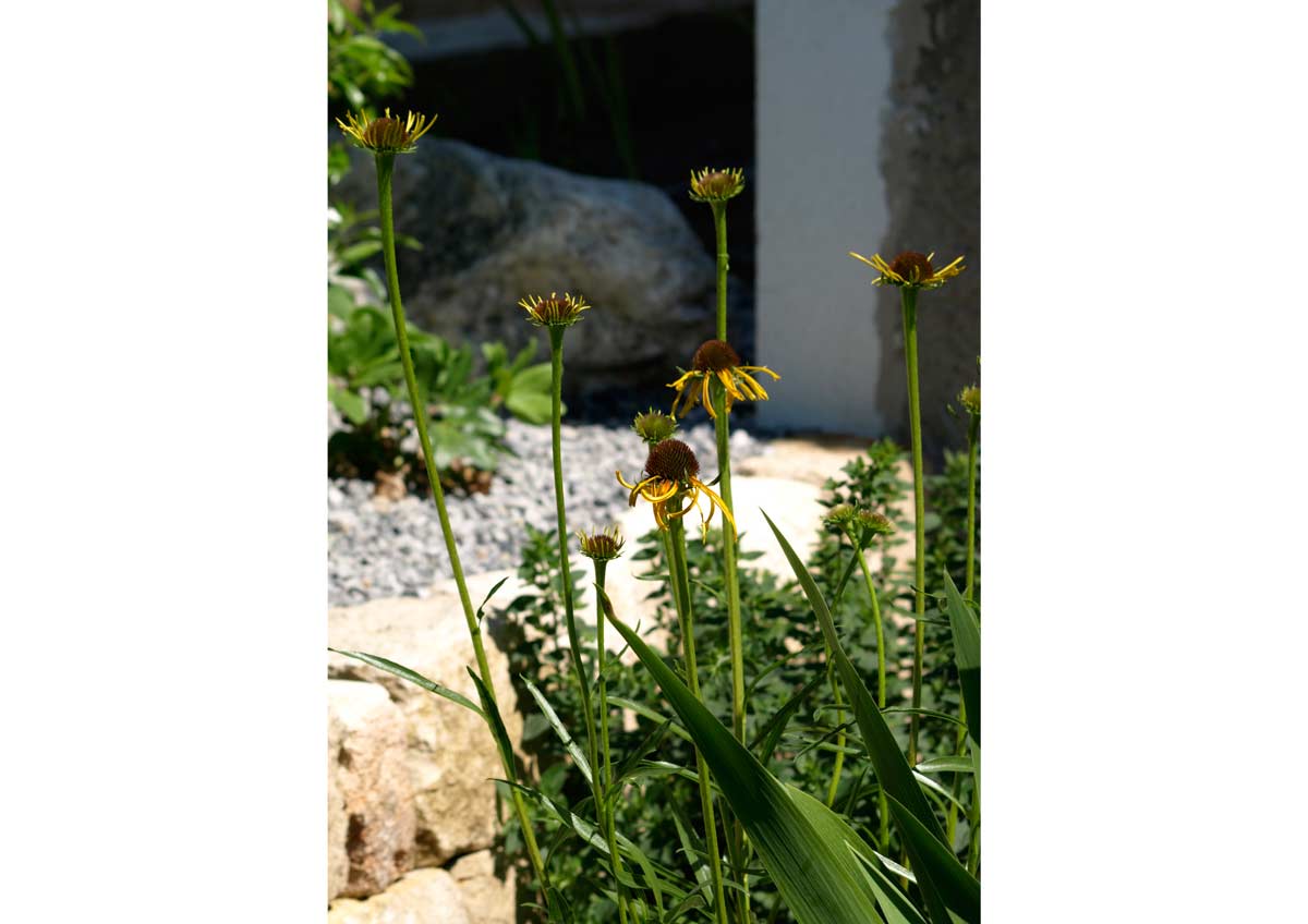 Der Bienenpool: Gartenplanung, Gartengestaltung, Gartenpflege; Burgenland