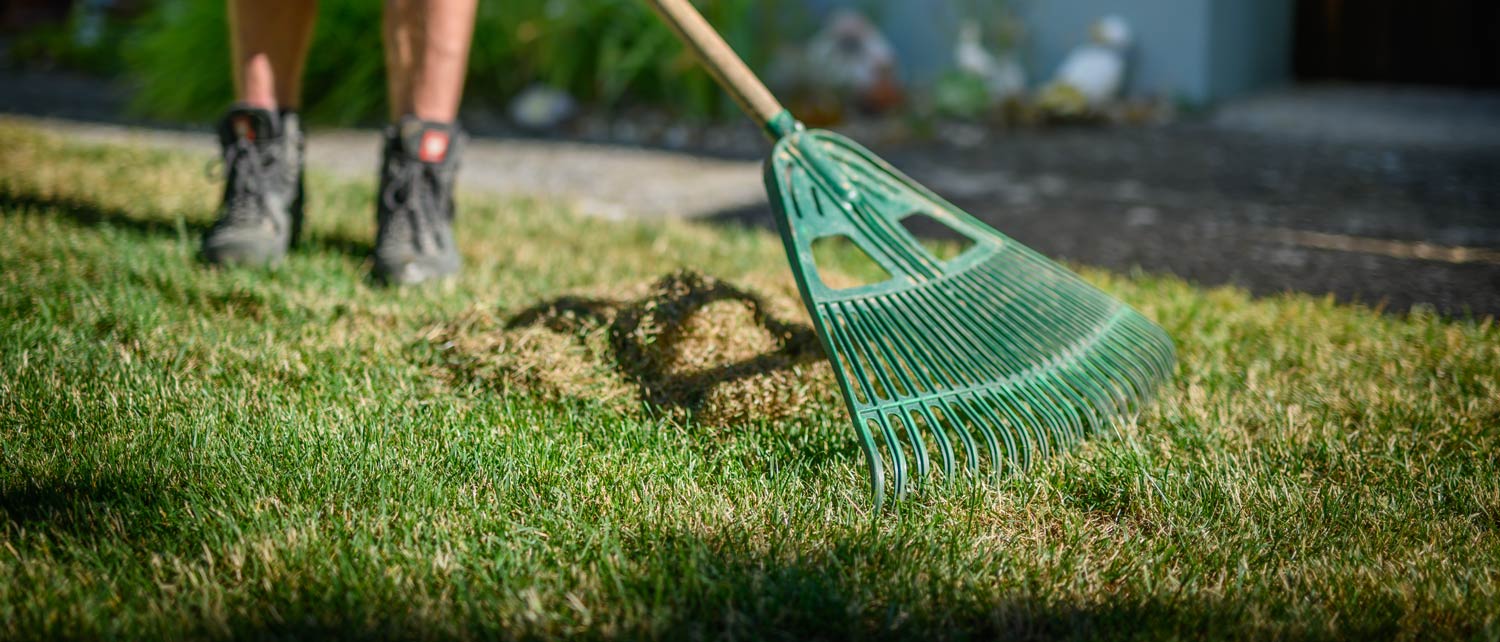 Professionelle Gartenpflege