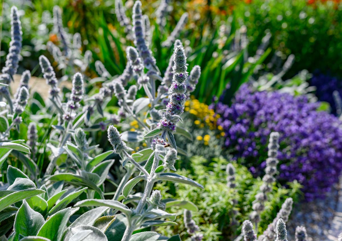 Gartenplanung, Gartengestaltung und Gartenpflege-Burgenland: Naturpooltraum