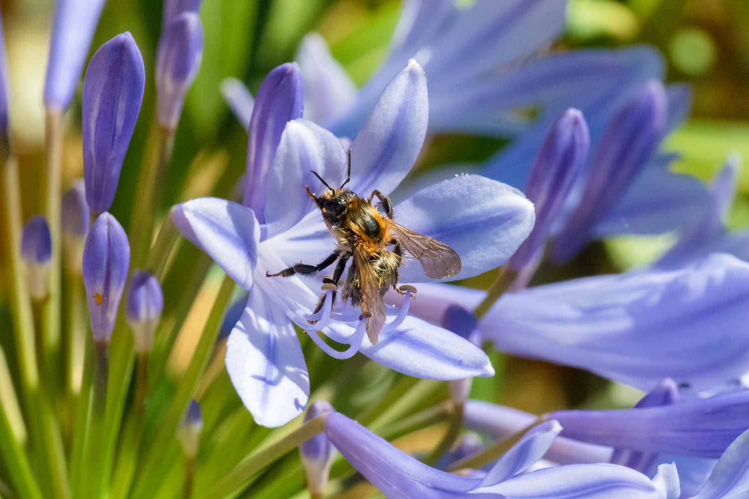 Gartengestaltung mit Pflanzen: Burgenland, Niederösterreich und Wien