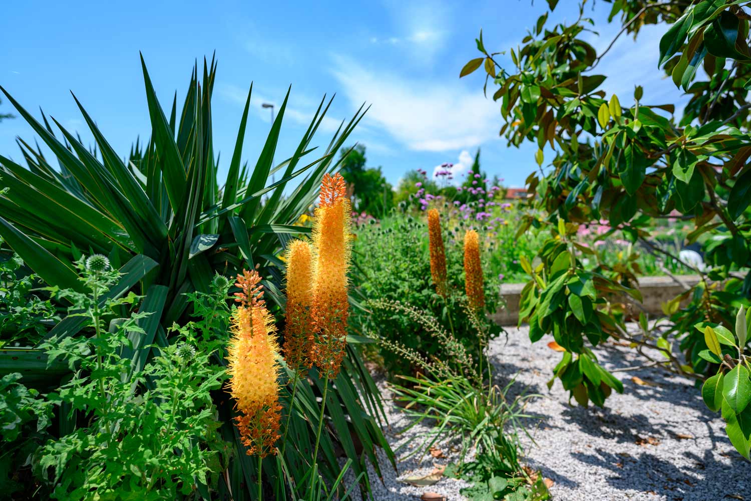 Gartengestaltung mit Pflanzen: Burgenland, Niederösterreich und Wien