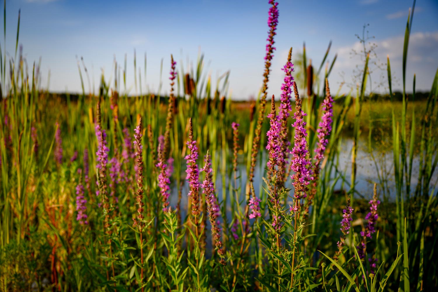 Oase: Gartenplanung-Gartengestaltung-Gartenpflege, Burgenland