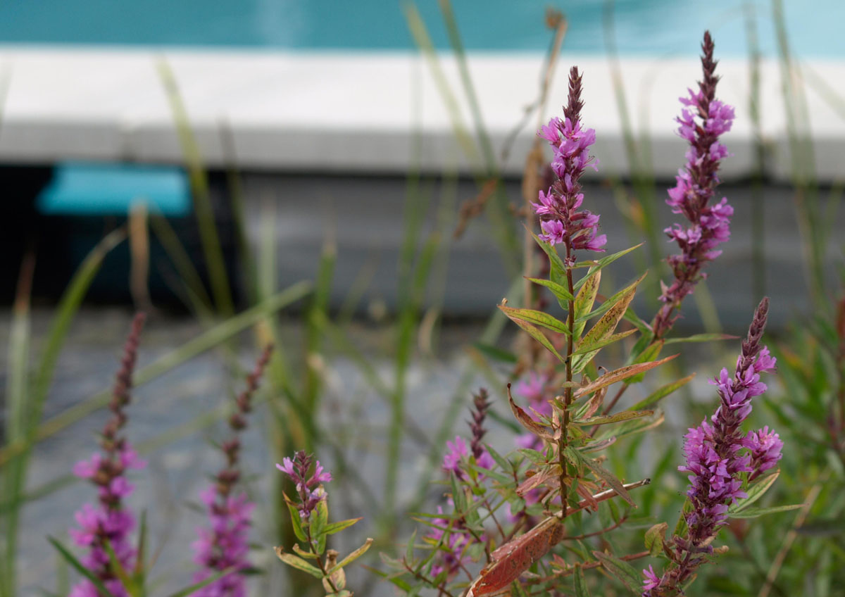 Naturpool: Planung und Ausführung