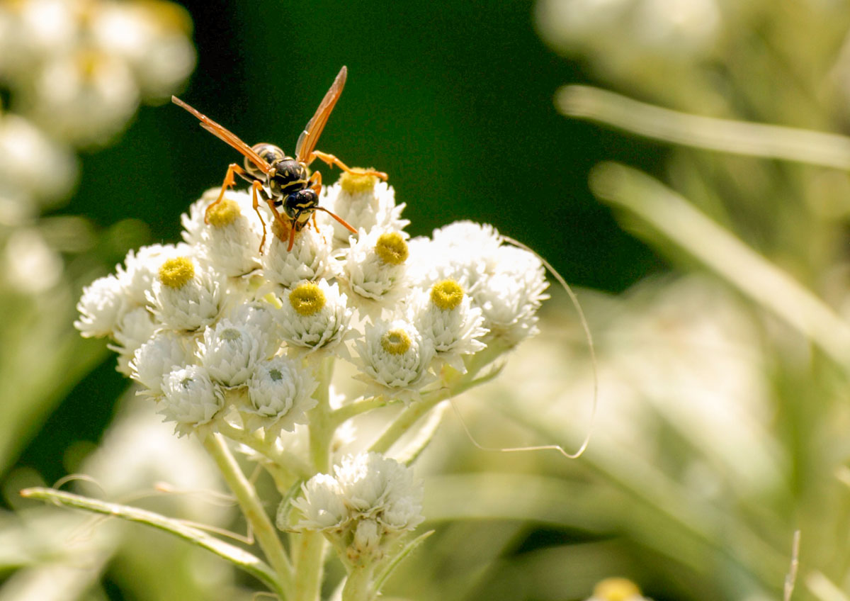 Seegrundstück-Gartengestaltung-Kugler und Trinkl