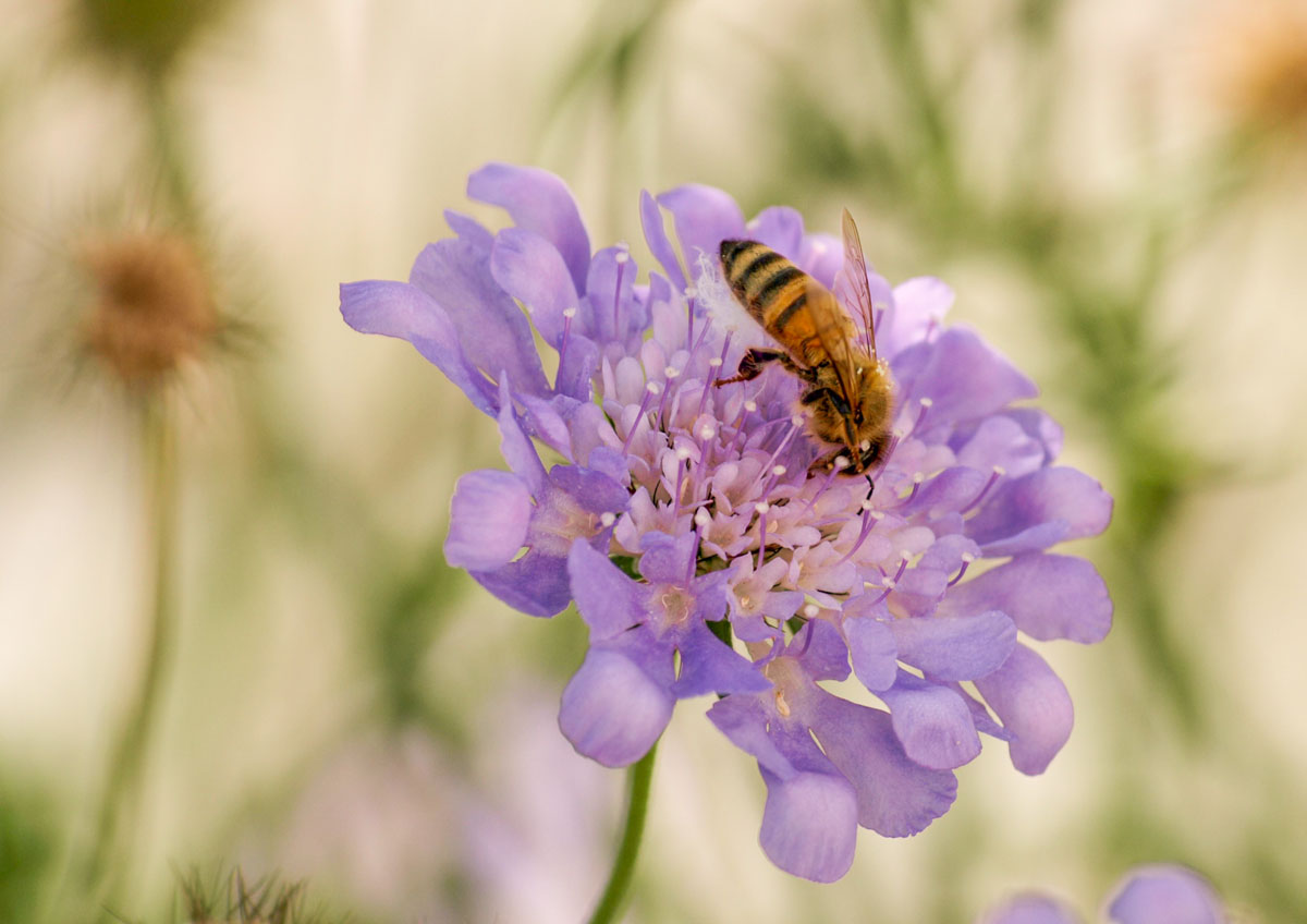 Seegrundstück-Gartengestaltung-Kugler und Trinkl