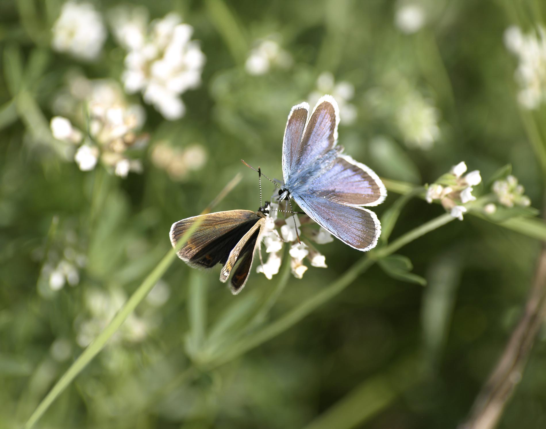 Insektenfreundlicher Garten Planung