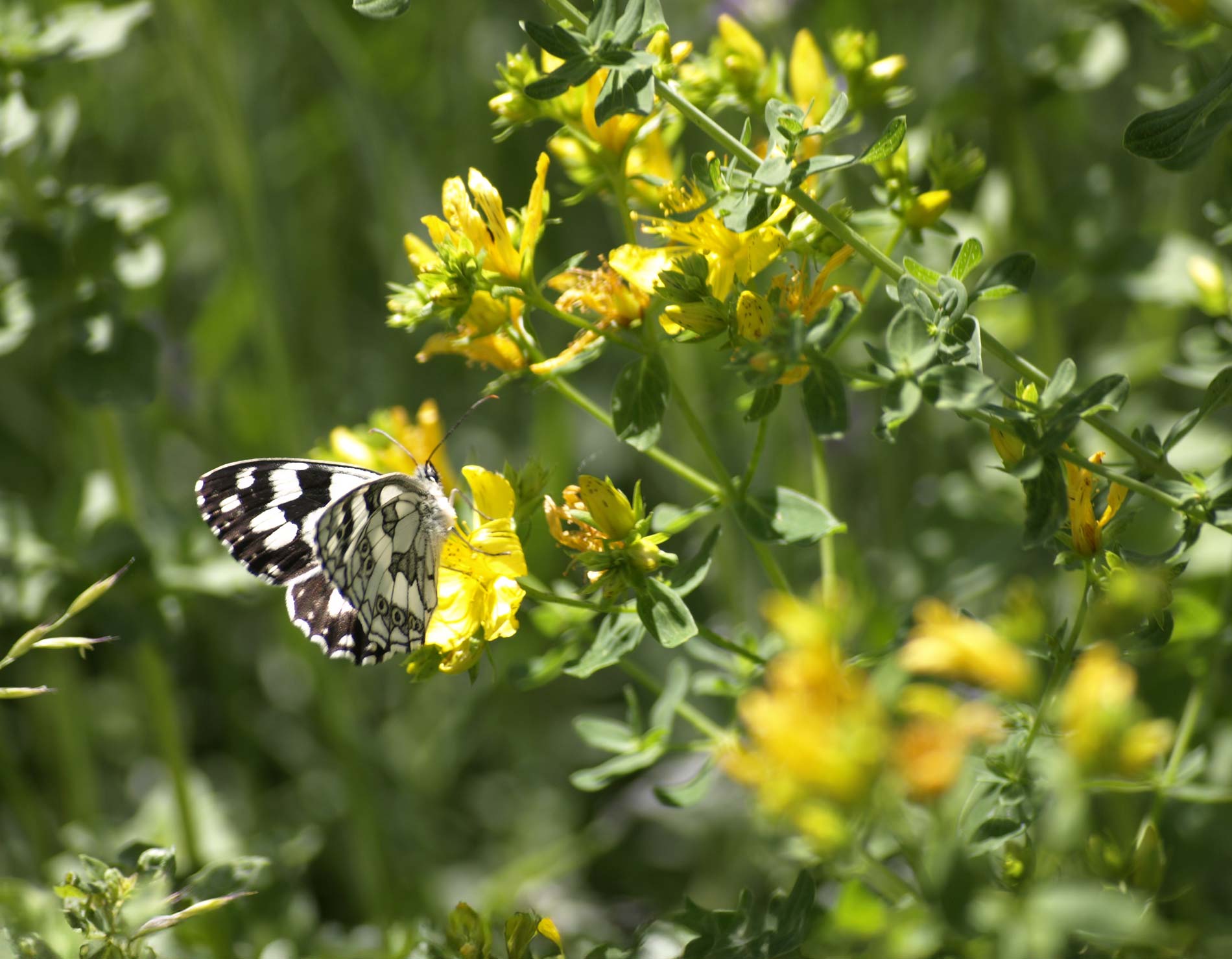 Insektenfreundlicher Garten Planung