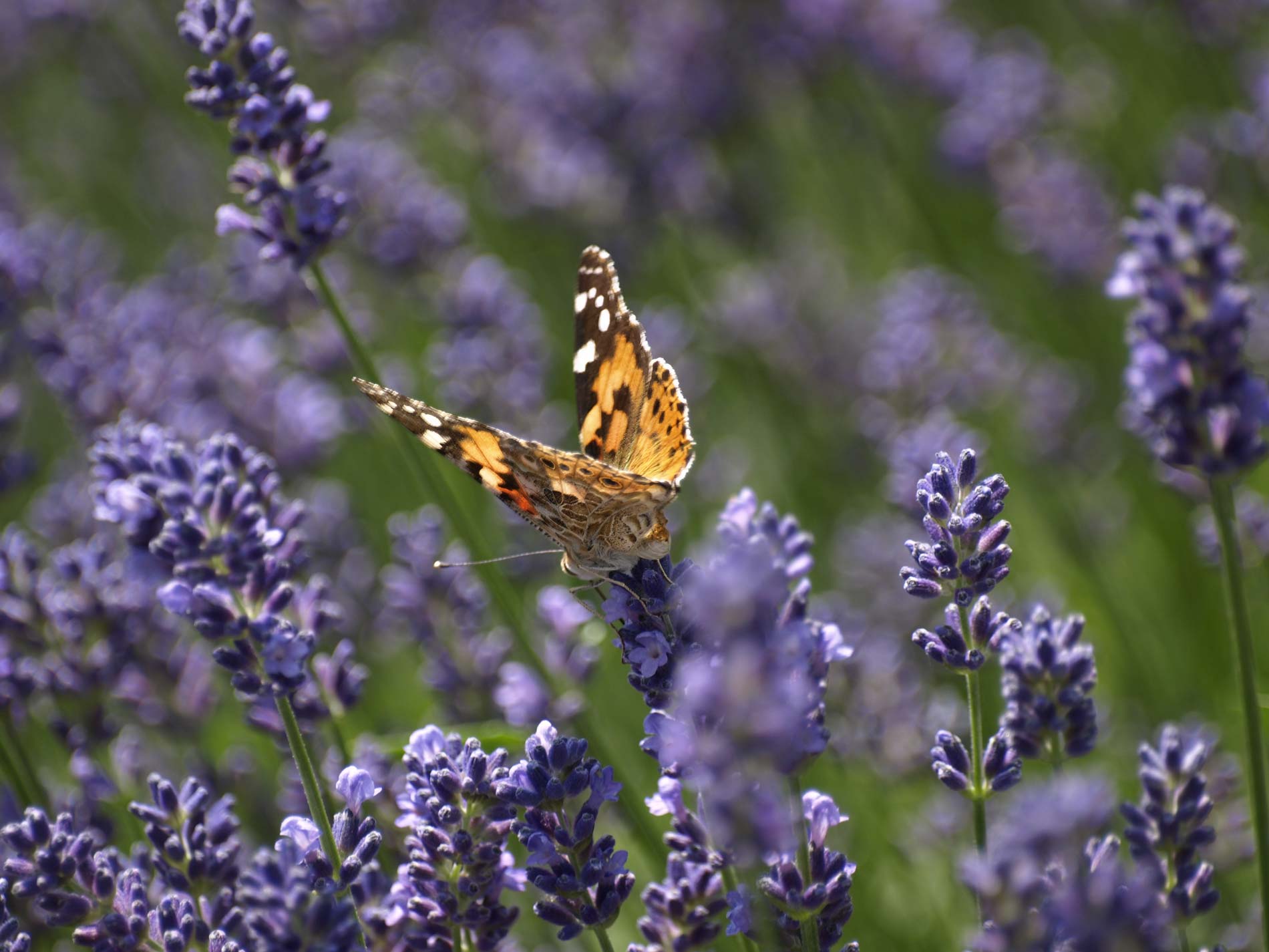 Insektenfreundlicher Garten Planung