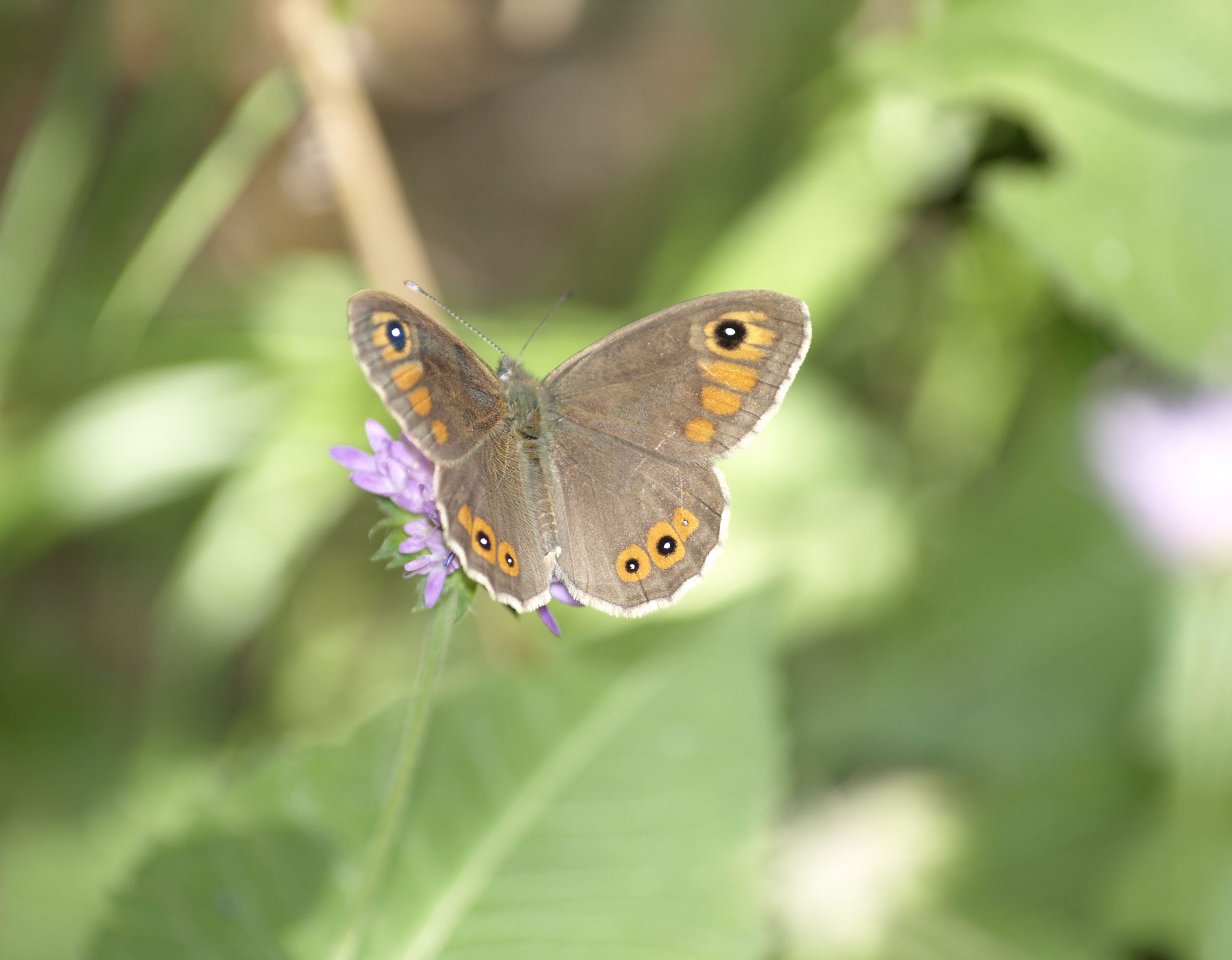 Insektenfreundlicher Garten Planung