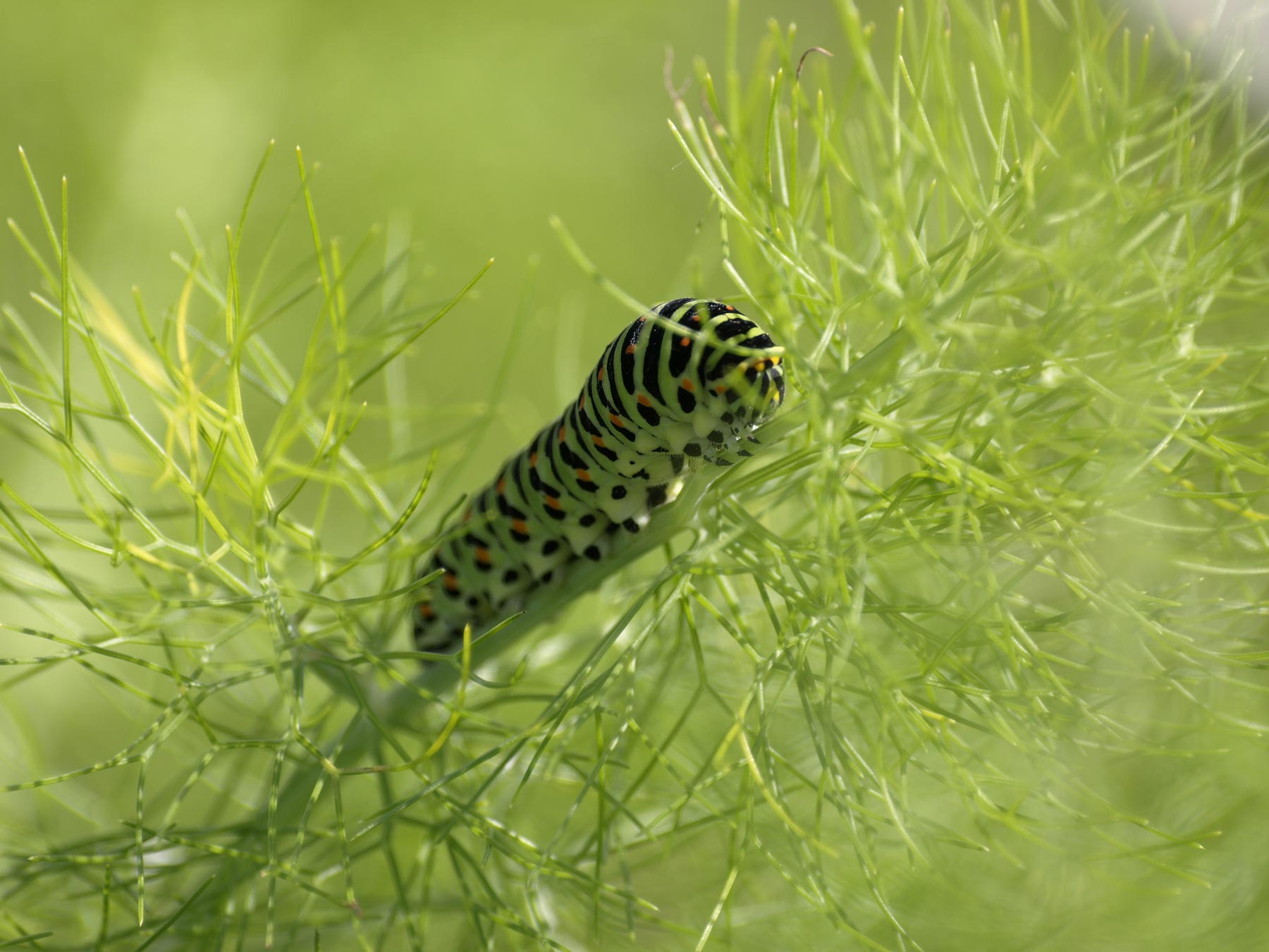 Insektenfreundlicher Garten Planung