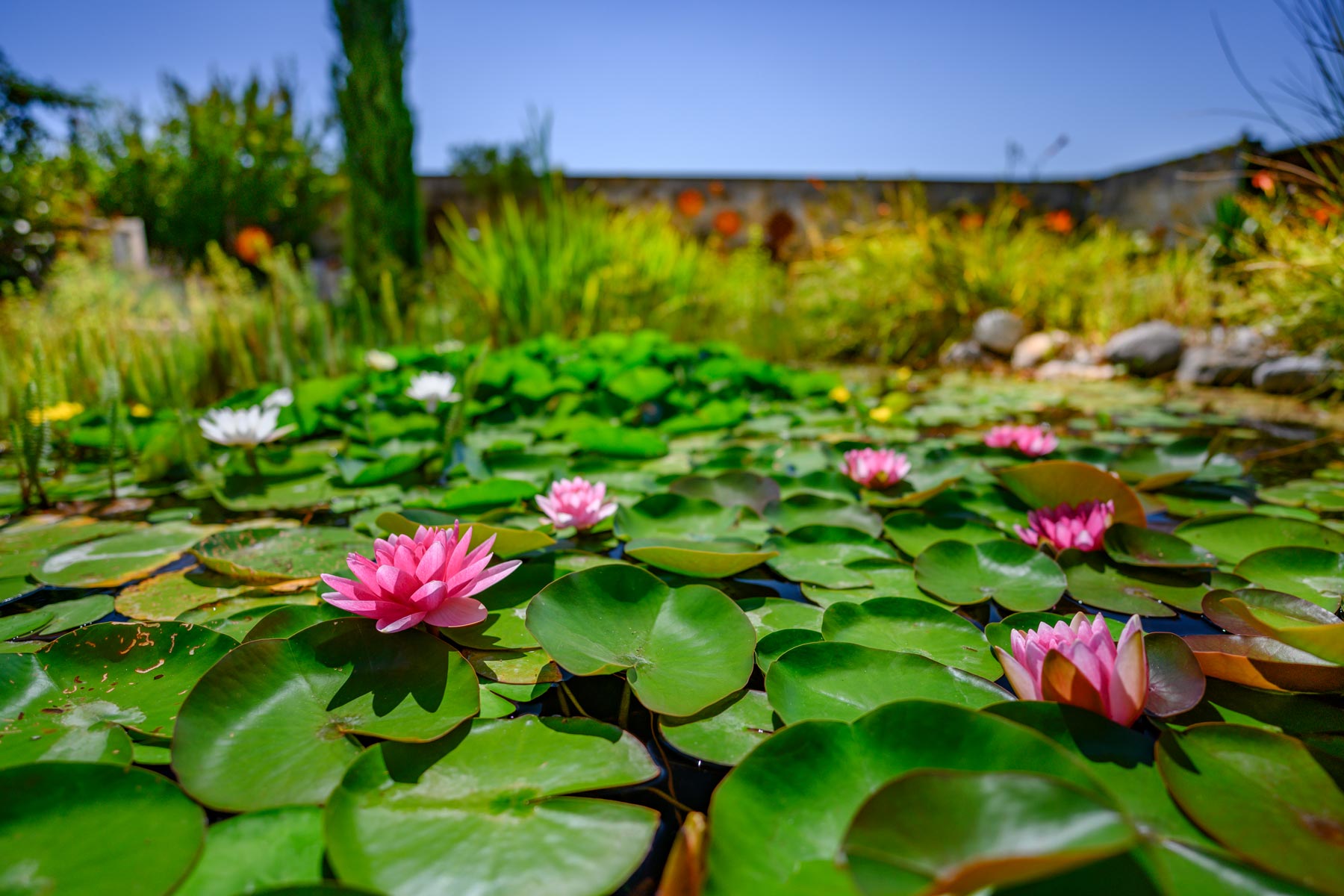 Naturpool Planung Burgenland