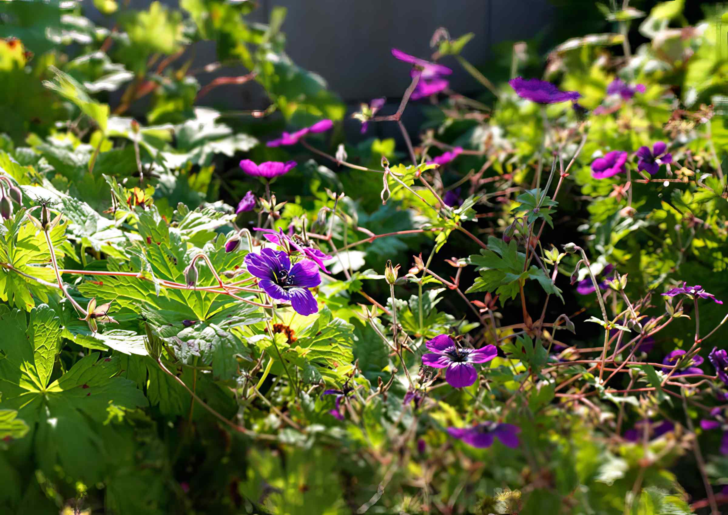 Gartengestaltung: Vorgarten