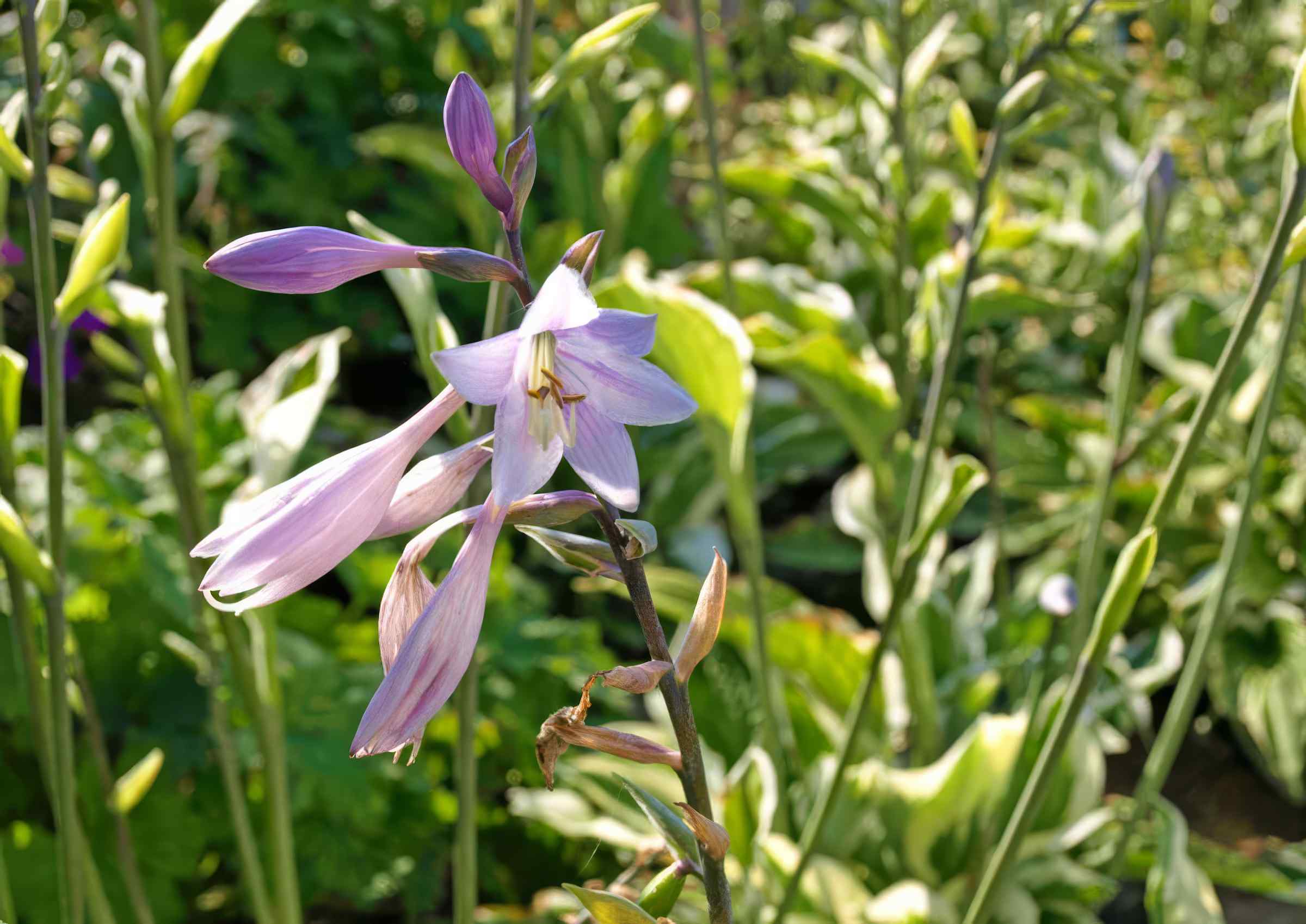Gartengestaltung: Vorgarten