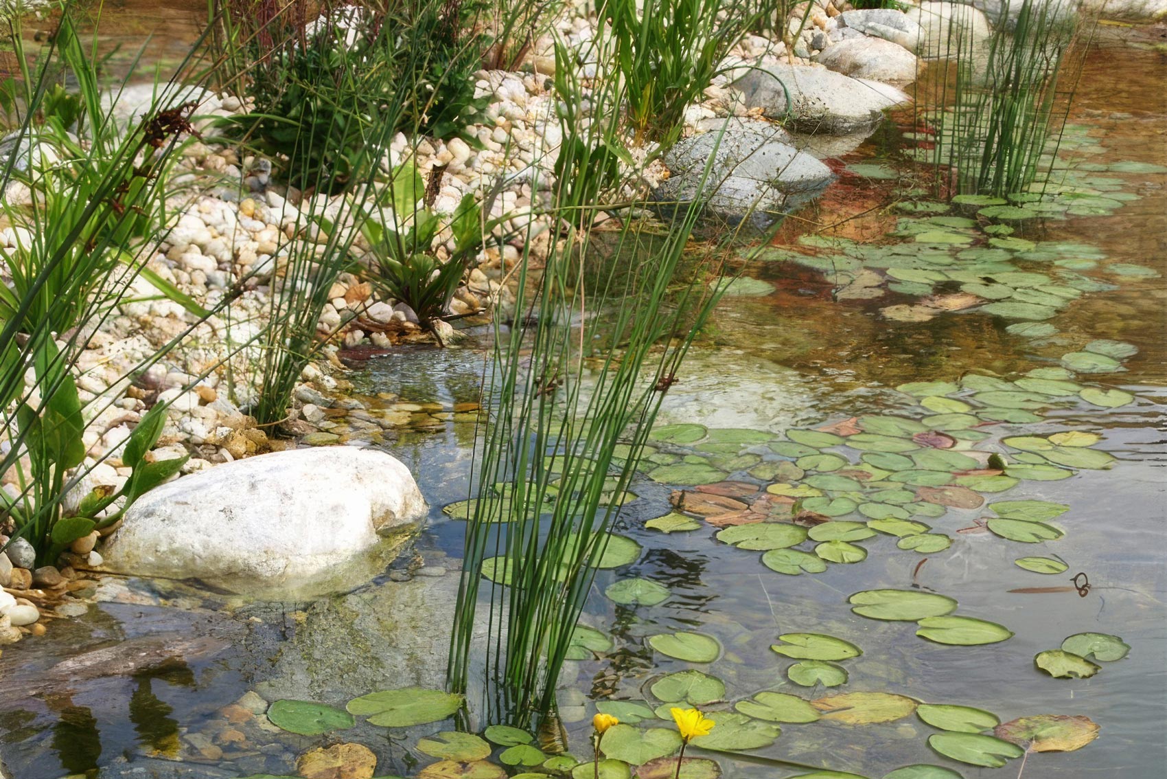 Naturpool Planung Burgenland
